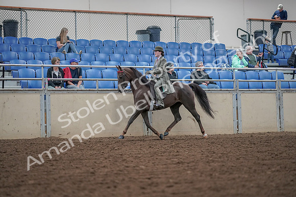 2019 Morgan Horse Show - Aug 30, 2019 - 15504