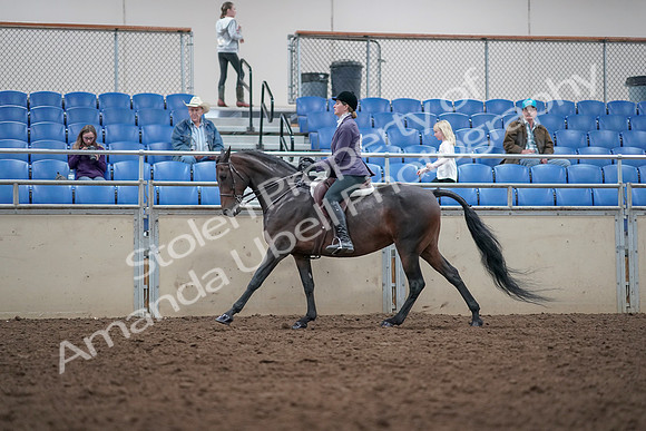 2019 Morgan Horse Show - Aug 31, 2019 - 15049