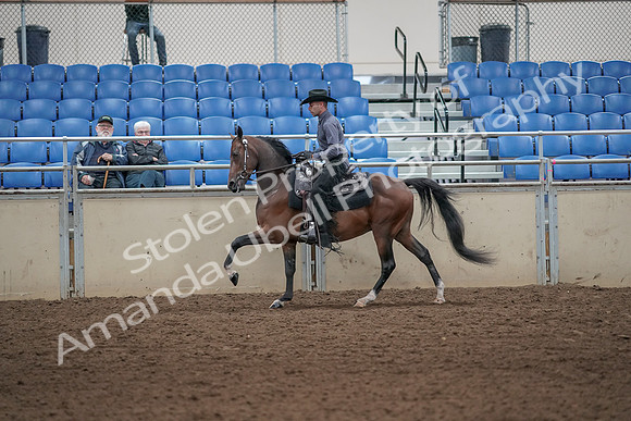 2019 Morgan Horse Show - Aug 31, 2019 - 06109
