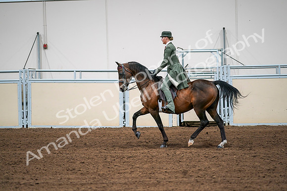 2020 - AB Morgan Horse - Fri, Sept 04 - 03312