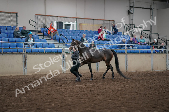2019 Morgan Horse Show - Aug 31, 2019 - 03956