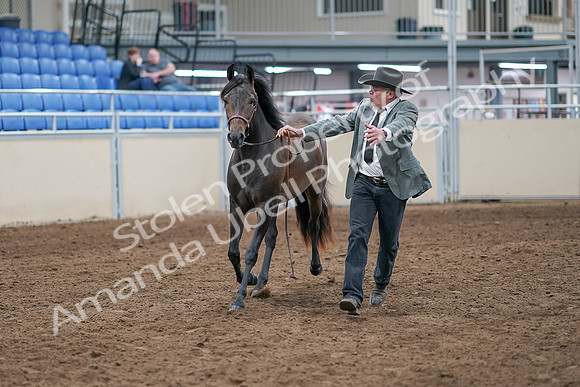 2020 - AB Morgan Horse - Sat, Sept 05 - 00719