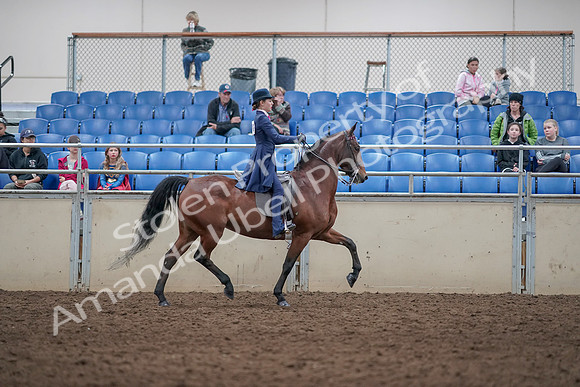 2019 Morgan Horse Show - Aug 31, 2019 - 09587