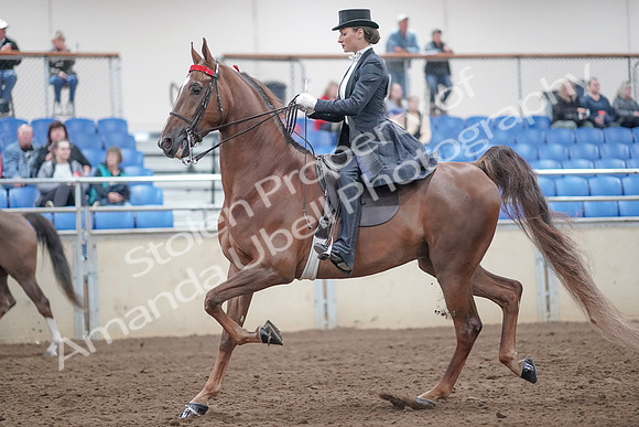 2019 Morgan Horse Show - Aug 31, 2019 - 20454