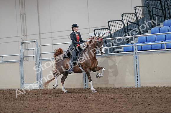 2020 - AB Morgan Horse - Fri, Sept 04 - 09846