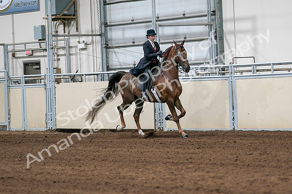 2020 - AB Morgan Horse - Sat, Sept 05 - 06351