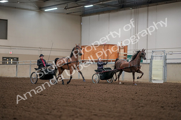 2019 Morgan Horse Show - Aug 30, 2019 - 13387