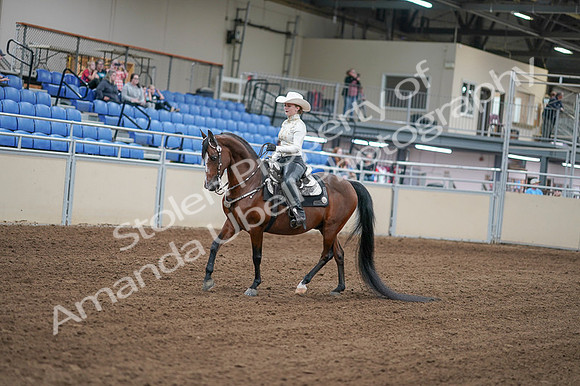 2020 - AB Morgan Horse - Fri, Sept 04 - 08254