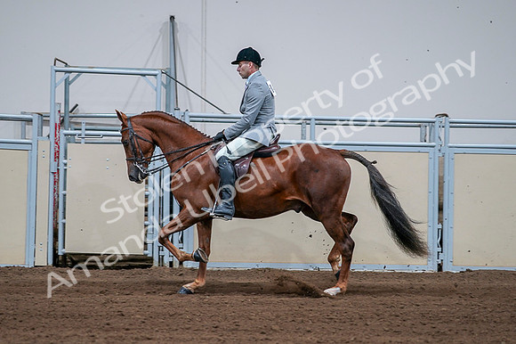 2020 - AB Morgan Horse - Fri, Sept 04 - 01621