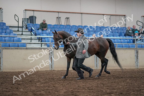 2019 Morgan Horse Show - Aug 31, 2019 - 03680