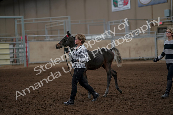 2019 Morgan Horse Show - Aug 30, 2019 - 24850