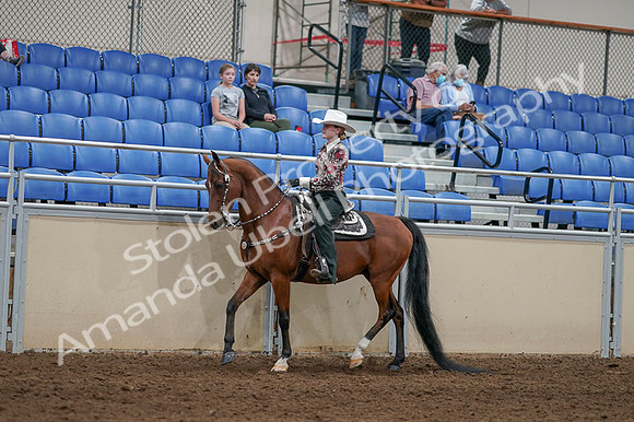 2020 - AB Morgan Horse - Fri, Sept 04 - 08309
