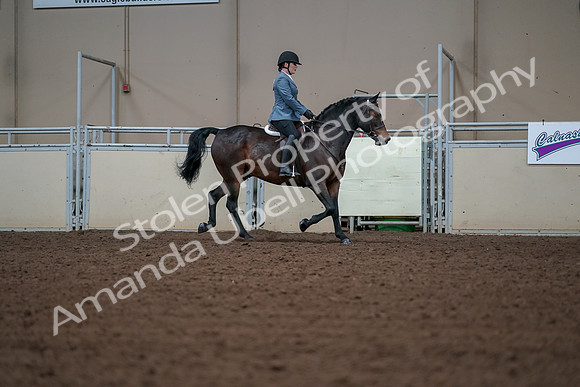 2019 Morgan Horse Show - Aug 30, 2019 - 18516
