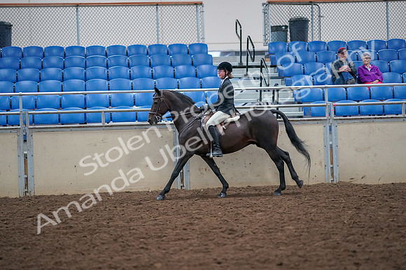 2019 Morgan Horse Show - Aug 30, 2019 - 20655
