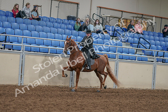 2020 - AB Morgan Horse - Fri, Sept 04 - 11431