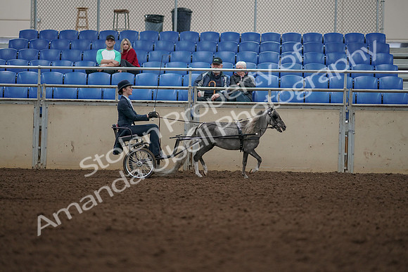 2019 Morgan Horse Show - Aug 31, 2019 - 04519