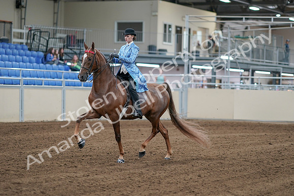 2020 - AB Morgan Horse - Sat, Sept 05 - 06116