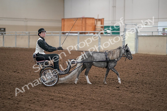 2019 Morgan Horse Show - Aug 30, 2019 - 13346