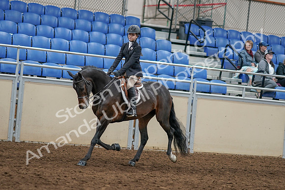 2020 - AB Morgan Horse - Sun, Sept 06 - 07946