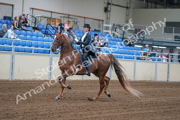 2020 - AB Morgan Horse - Fri, Sept 04 - 06245