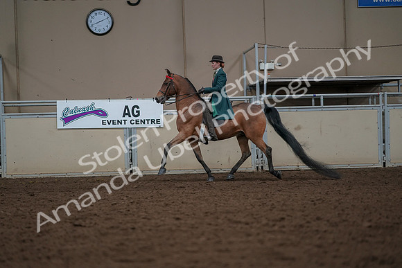 2019 Morgan Horse Show - Aug 30, 2019 - 27932