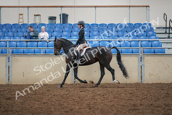 2019 Morgan Horse Show - Aug 30, 2019 - 23192
