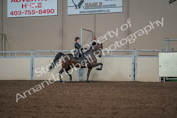 2019 Morgan Horse Show - Aug 30, 2019 - 28109