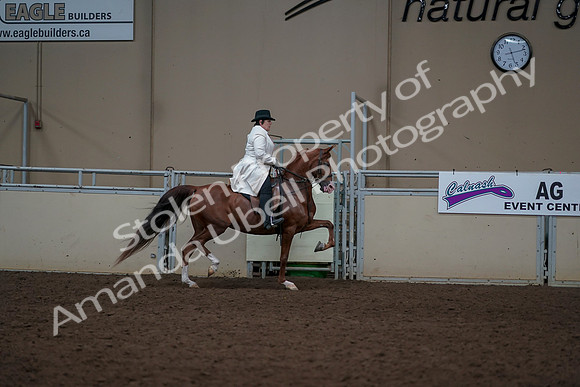 2019 Morgan Horse Show - Aug 31, 2019 - 17948