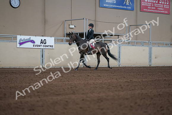 2019 Morgan Horse Show - Sept 01, 2019 - 03959