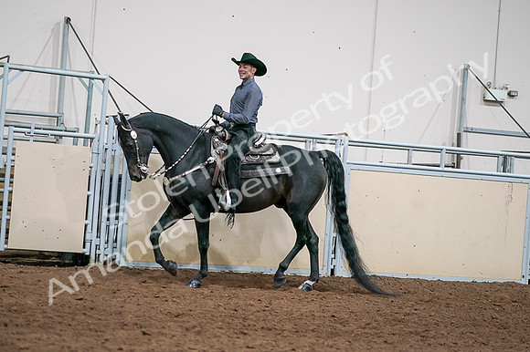 2020 - AB Morgan Horse - Fri, Sept 04 - 08536