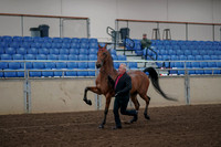 2019 Morgan Horse Show - Aug 31, 2019 - 00543