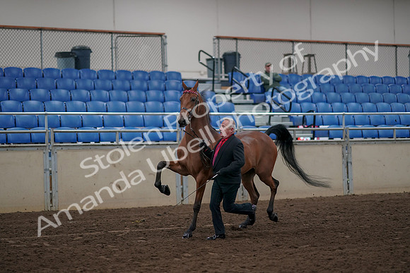 2019 Morgan Horse Show - Aug 31, 2019 - 00543