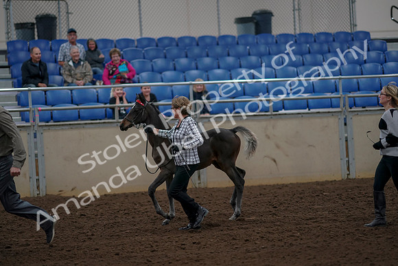 2019 Morgan Horse Show - Aug 30, 2019 - 24709