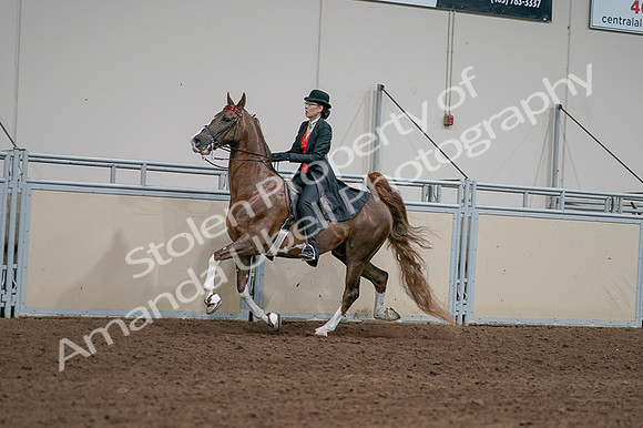 2020 - AB Morgan Horse - Fri, Sept 04 - 09734
