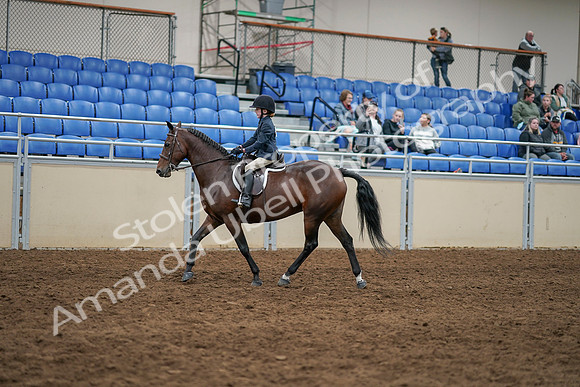 2020 - AB Morgan Horse - Sun, Sept 06 - 07846
