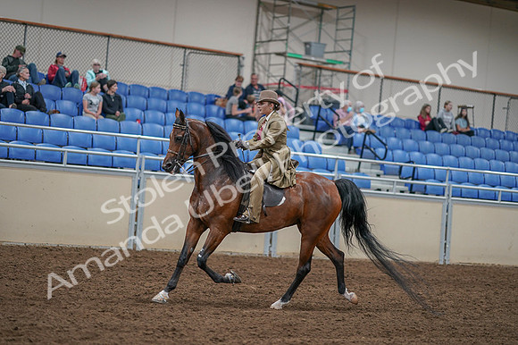 2020 - AB Morgan Horse - Fri, Sept 04 - 11423