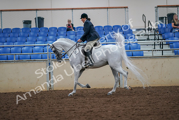 2019 Morgan Horse Show - Aug 30, 2019 - 17324