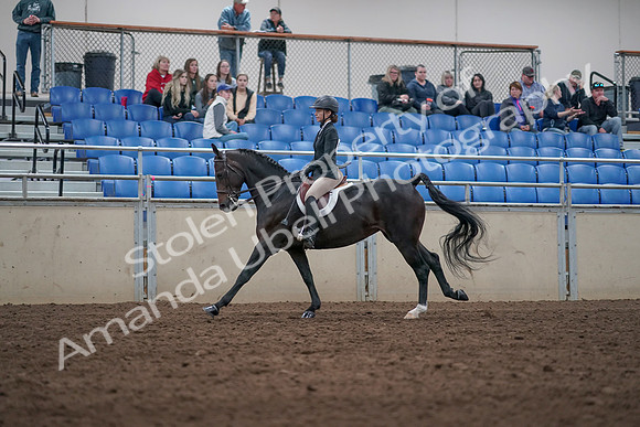 2019 Morgan Horse Show - Aug 31, 2019 - 20611