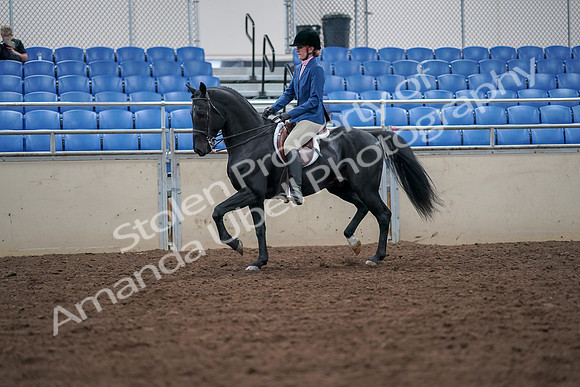 2019 Morgan Horse Show - Aug 30, 2019 - 18352