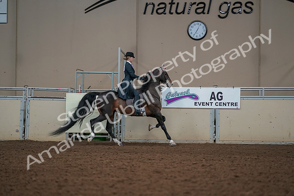 2019 Morgan Horse Show - Aug 30, 2019 - 25264