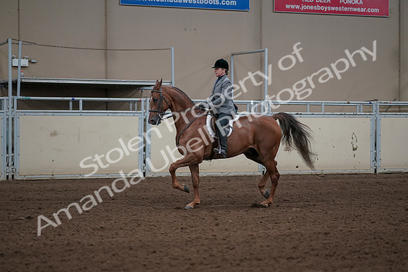 2019 Morgan Horse Show - Sept 01, 2019 - 12271
