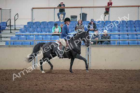 2019 Morgan Horse Show - Aug 31, 2019 - 07402