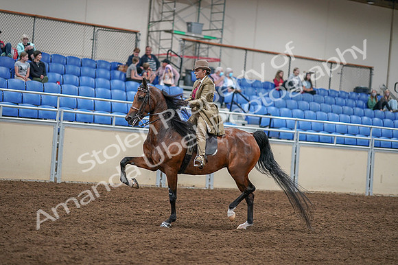 2020 - AB Morgan Horse - Fri, Sept 04 - 11419