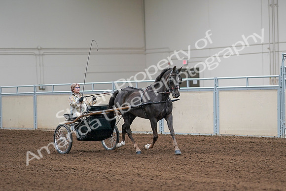2020 - AB Morgan Horse - Sat, Sept 05 - 05921