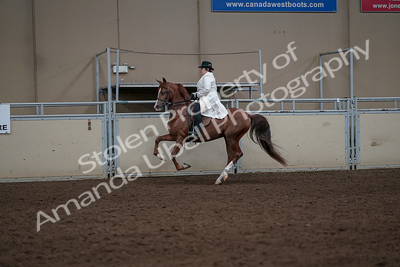 2019 Morgan Horse Show - Aug 31, 2019 - 17907