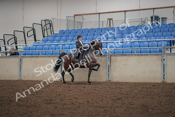 2019 Morgan Horse Show - Aug 30, 2019 - 28208