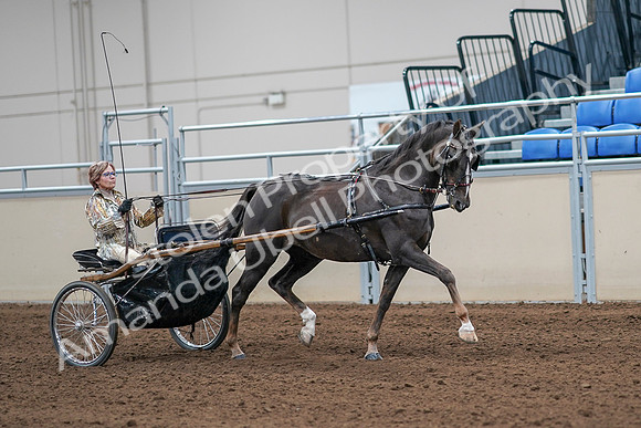 2020 - AB Morgan Horse - Sat, Sept 05 - 05937