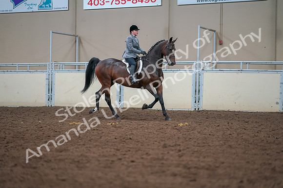 2019 Morgan Horse Show - Aug 30, 2019 - 20822