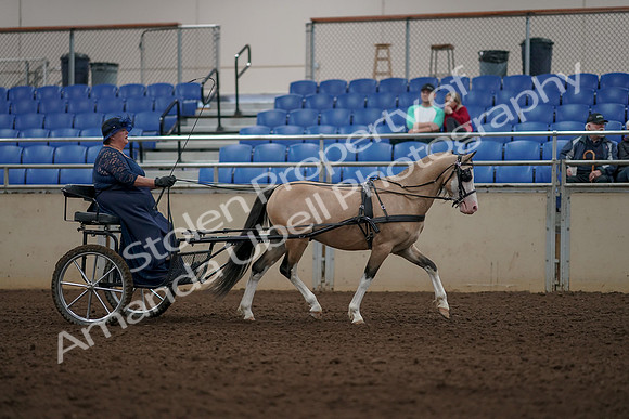 2019 Morgan Horse Show - Aug 31, 2019 - 04439