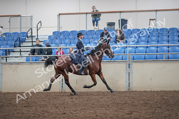 2019 Morgan Horse Show - Aug 31, 2019 - 09601